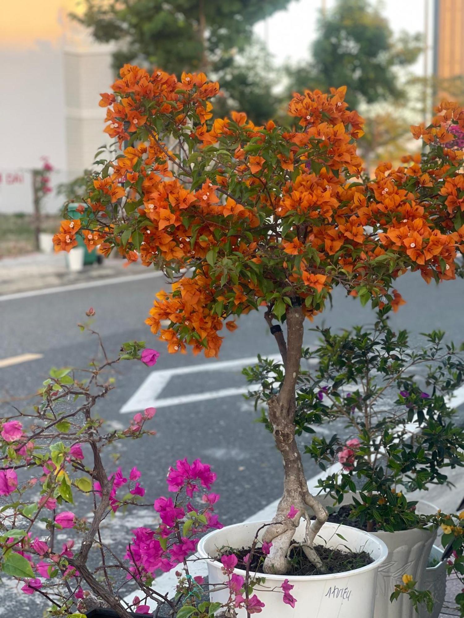 Moc Homestay- Near Bai Dai Beach Cam Lam Екстер'єр фото